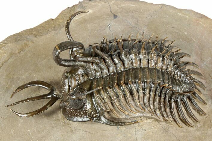 Short-Fork Walliserops Hammi Trilobite - Top Quality Example #344468